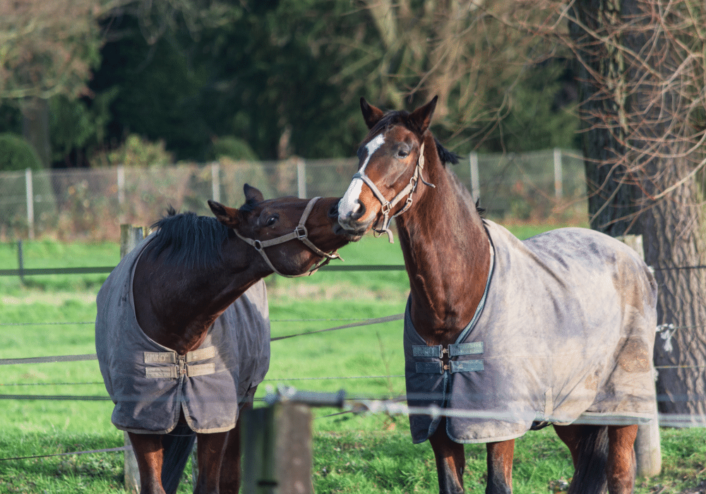 does my horse need a rug